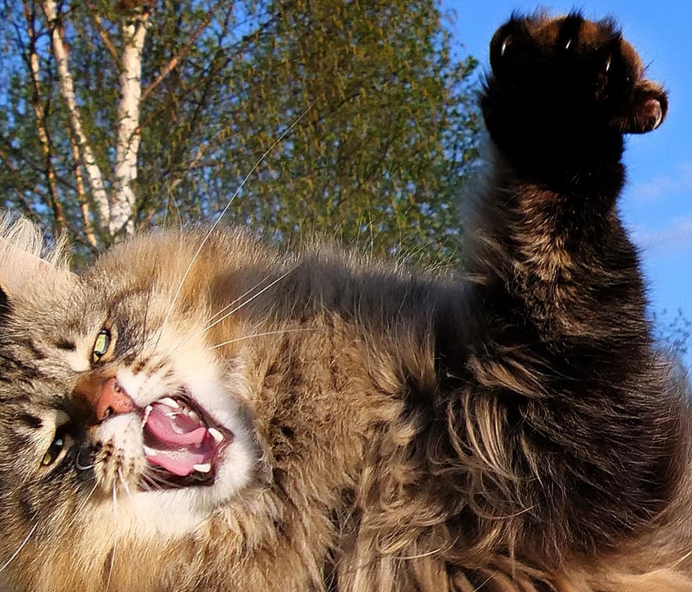 Финский фотограф сделал серия фото красивейших сибирских котов 107