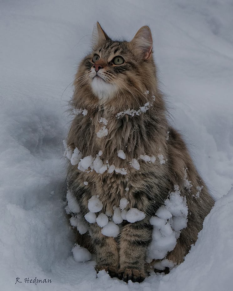 27 фотографий шикарных норвежских лесных кошек, которые огромны, пушисты и обожают снег 103