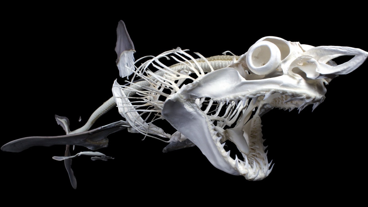 Французские учёные показывают, как выглядят скелеты разных живых существ. Ух, жуть! 50