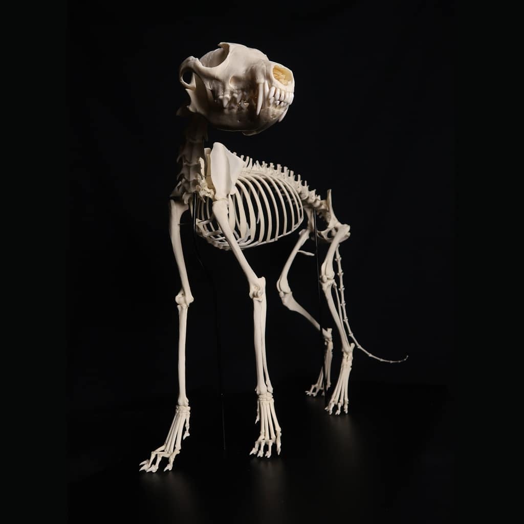 Французские учёные показывают, как выглядят скелеты разных живых существ. Ух, жуть! 51