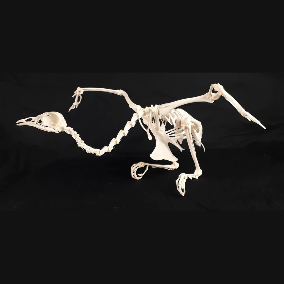 Французские учёные показывают, как выглядят скелеты разных живых существ. Ух, жуть! 52