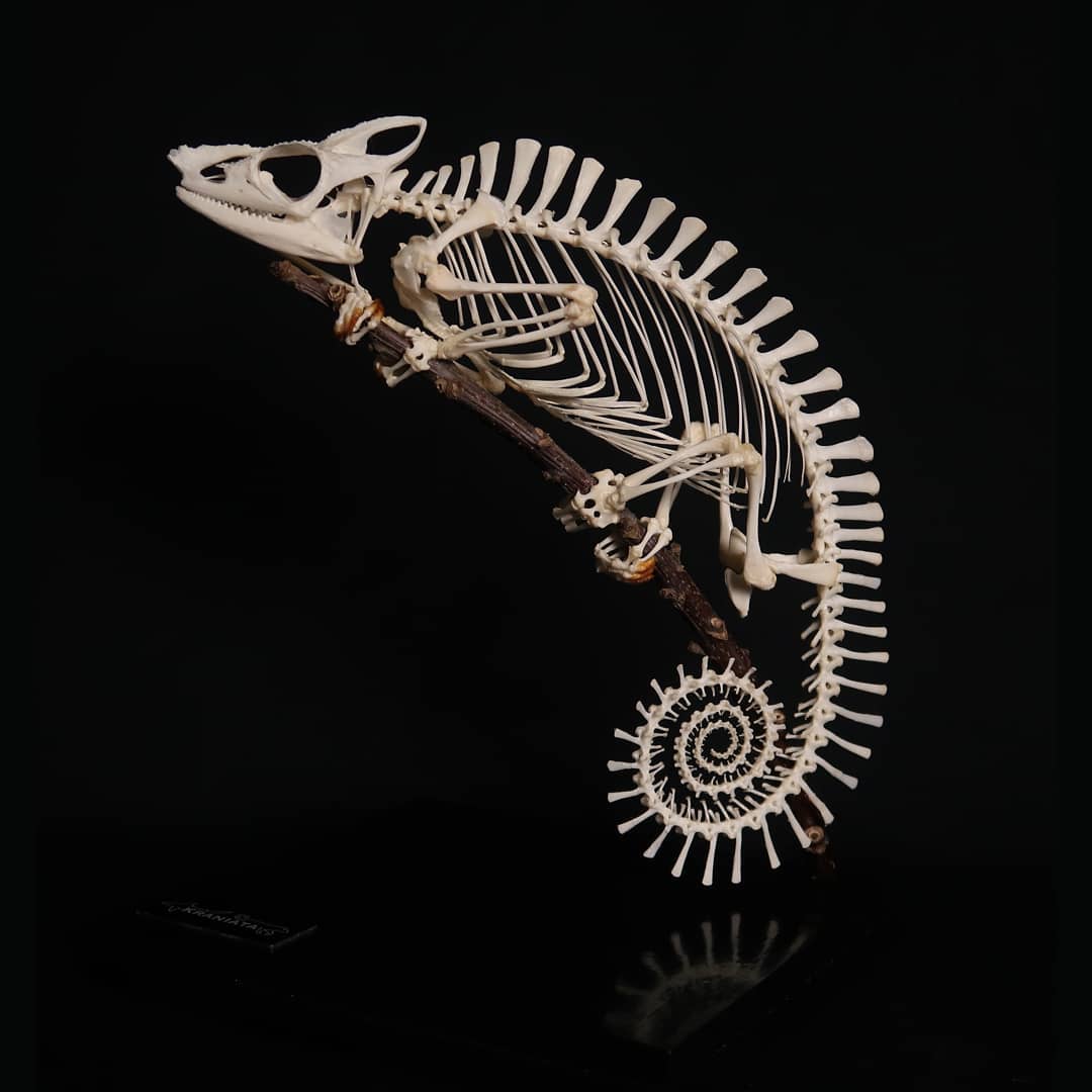Французские учёные показывают, как выглядят скелеты разных живых существ. Ух, жуть! 54