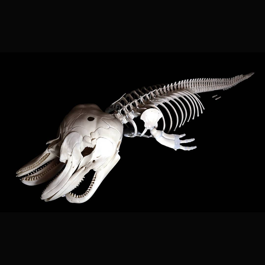 Французские учёные показывают, как выглядят скелеты разных живых существ. Ух, жуть! 62
