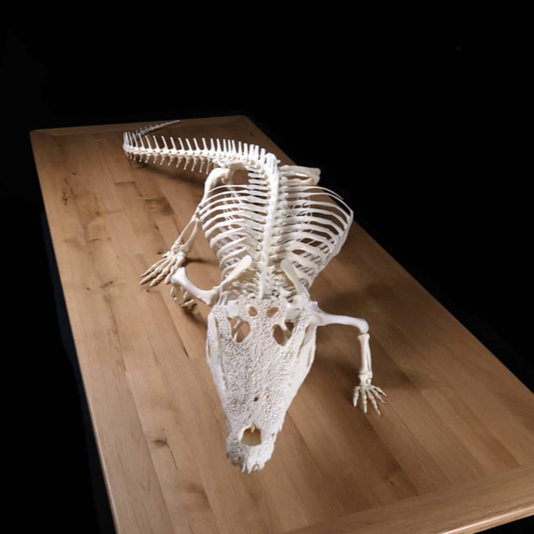 Французские учёные показывают, как выглядят скелеты разных живых существ. Ух, жуть! 57