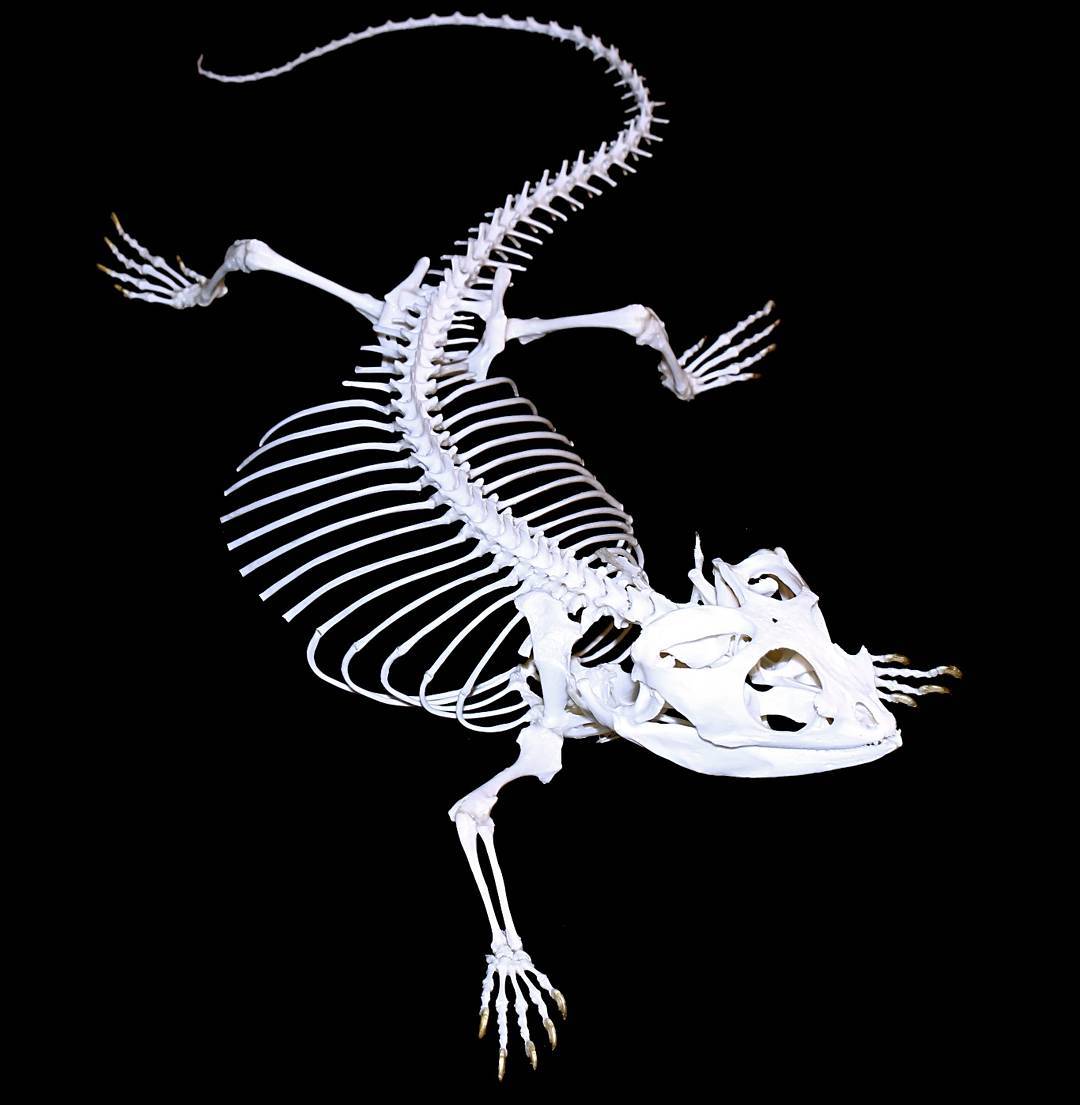 Французские учёные показывают, как выглядят скелеты разных живых существ. Ух, жуть! 55