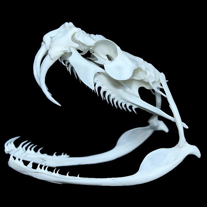 Французские учёные показывают, как выглядят скелеты разных живых существ. Ух, жуть! 61