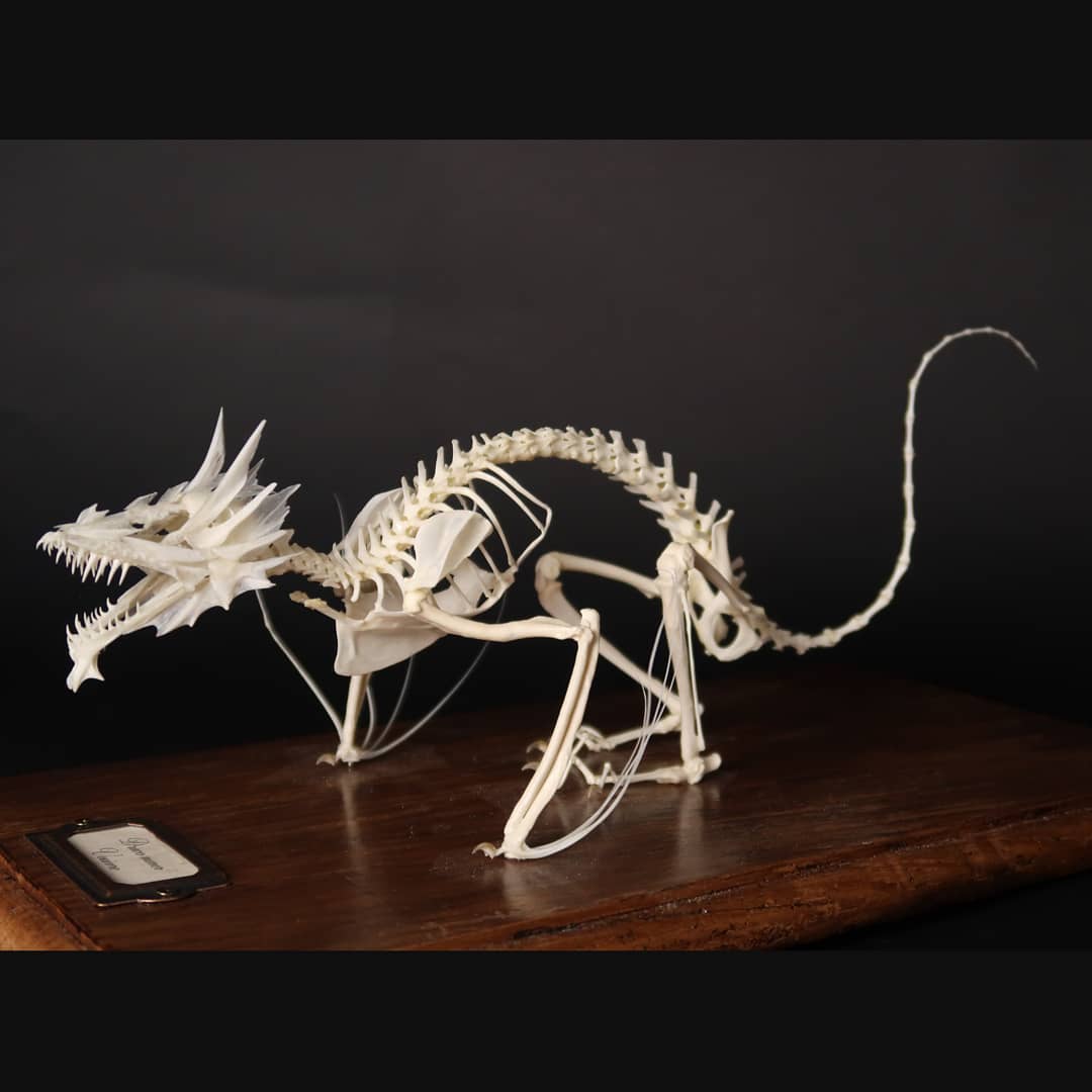 Французские учёные показывают, как выглядят скелеты разных живых существ. Ух, жуть! 64
