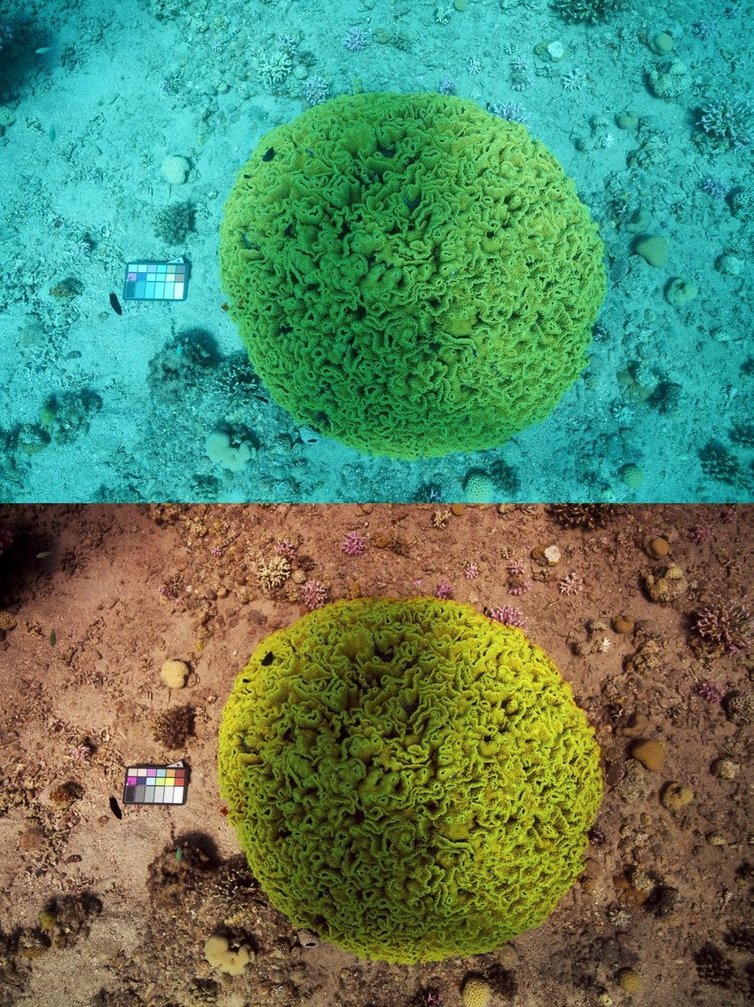 Учёная создала алгоритм, убирающий воду с фото, показав, как на самом деле выглядят морские глубины 32