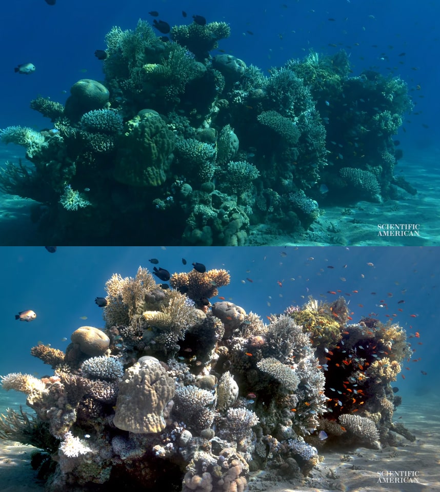 Учёная создала алгоритм, убирающий воду с фото, показав, как на самом деле выглядят морские глубины 26