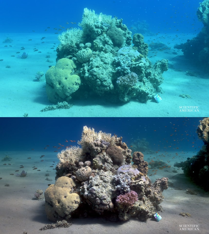 Учёная создала алгоритм, убирающий воду с фото, показав, как на самом деле выглядят морские глубины 27