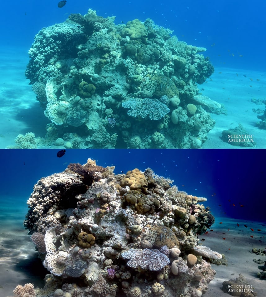 Учёная создала алгоритм, убирающий воду с фото, показав, как на самом деле выглядят морские глубины 28