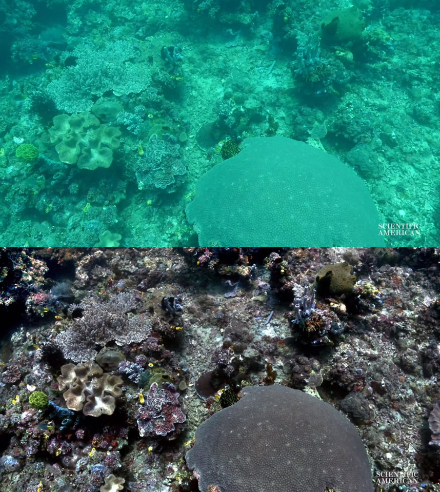 Учёная создала алгоритм, убирающий воду с фото, показав, как на самом деле выглядят морские глубины 29