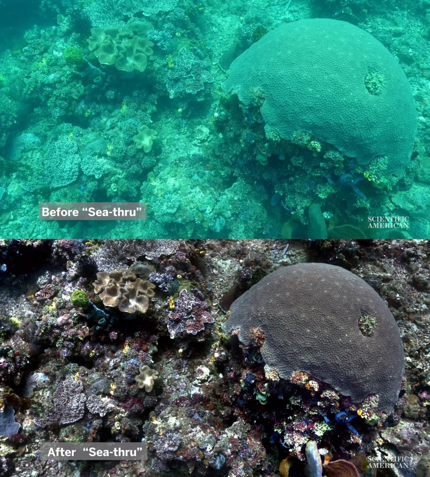 Учёная создала алгоритм, убирающий воду с фото, показав, как на самом деле выглядят морские глубины 25