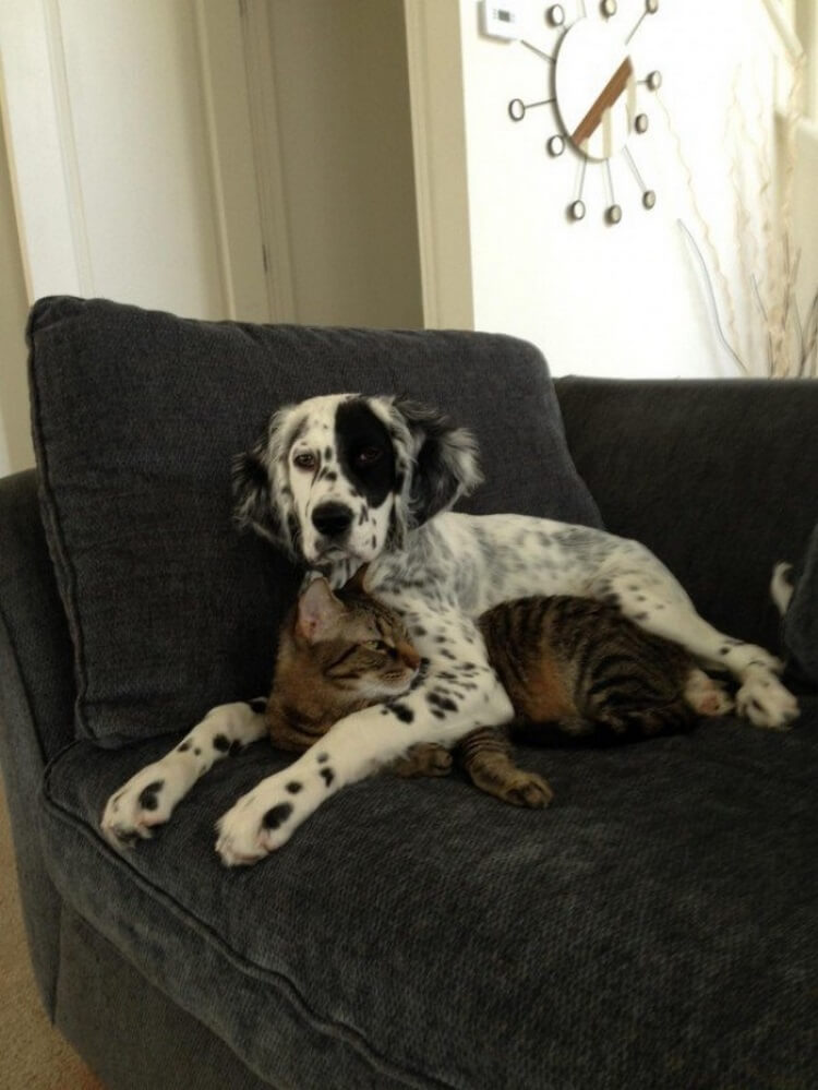 20 фотодоказательств очаровательной дружбы котов и собак 78