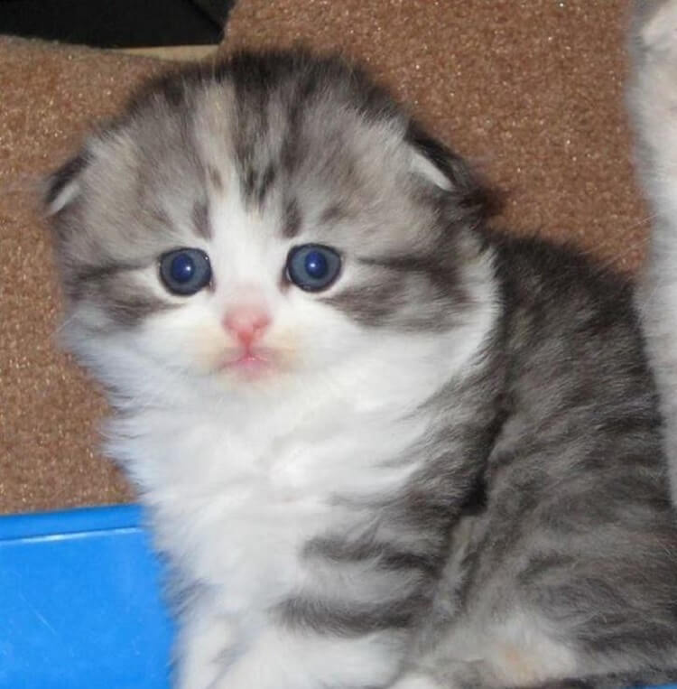 Очаровательные котята породы хайленд-фолд, невероятно милые и пушистые создания 50