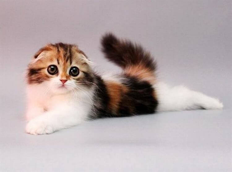 Очаровательные котята породы хайленд-фолд, невероятно милые и пушистые создания 53