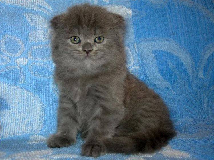 Очаровательные котята породы хайленд-фолд, невероятно милые и пушистые создания 48