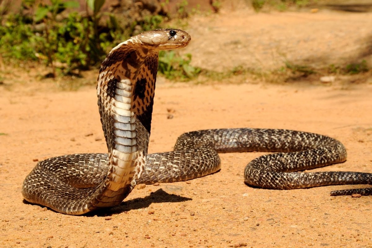 10 самых длинных змей в мире 37