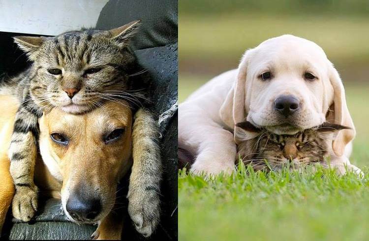 20 фотодоказательств очаровательной дружбы котов и собак 64