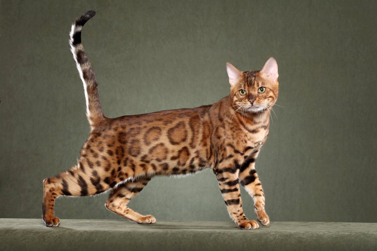 10 самых дорогих пород кошек в мире 36