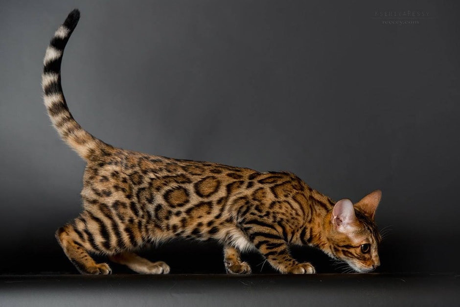 10 самых дорогих пород кошек в мире 35