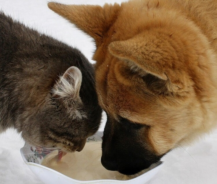 20 фотодоказательств очаровательной дружбы котов и собак 66