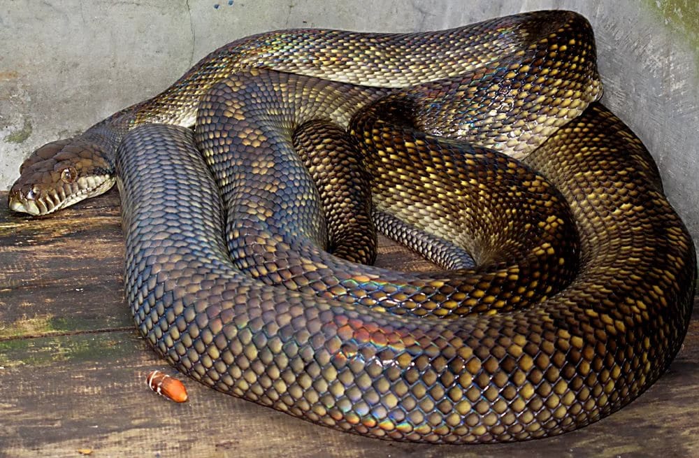 10 самых длинных змей в мире 34