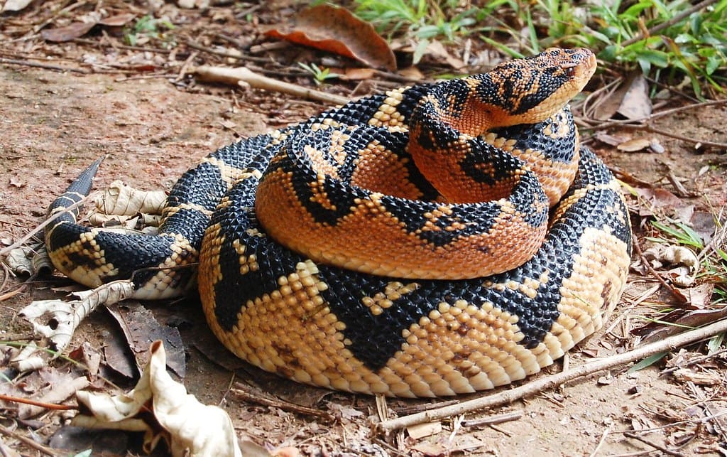 10 самых длинных змей в мире 32