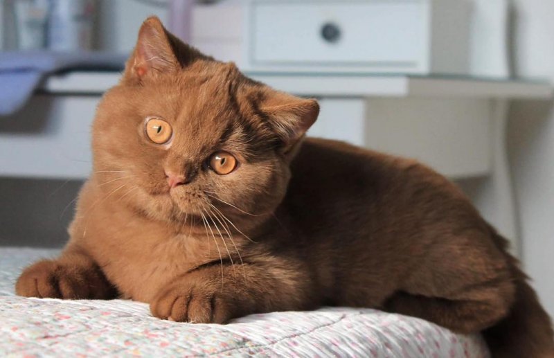 В Германии разводят удивительно красивых котов с шоколадной, невероятно мягкой шубкой 55