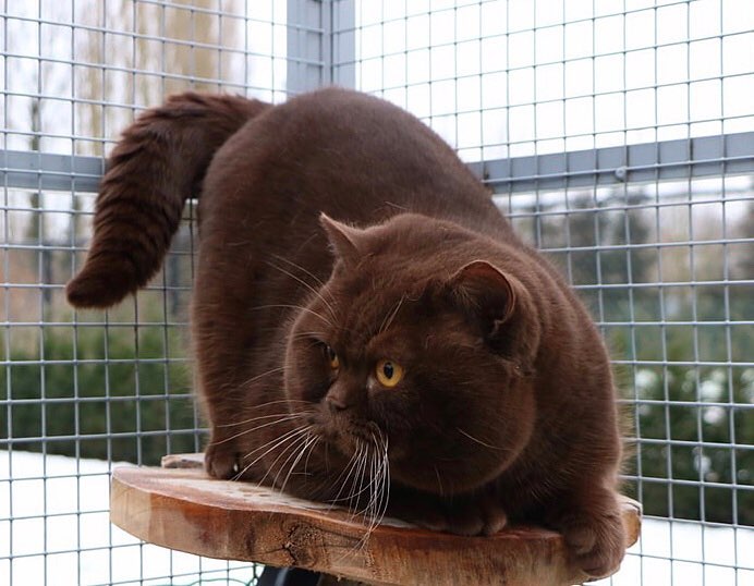 В Германии разводят удивительно красивых котов с шоколадной, невероятно мягкой шубкой 44
