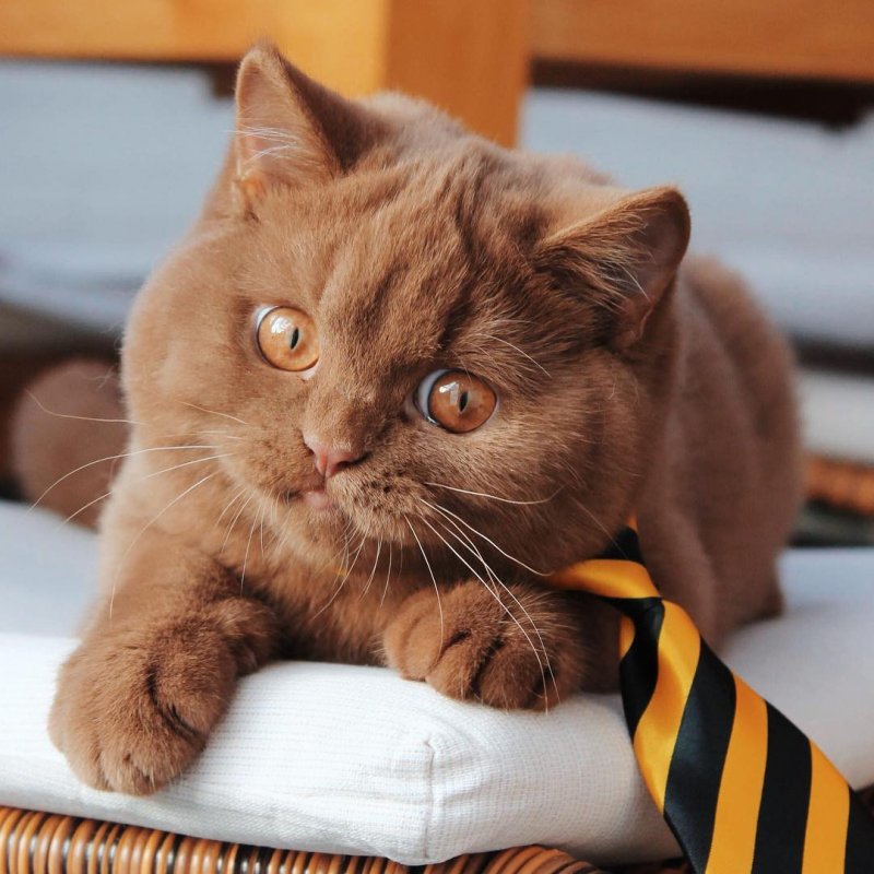 В Германии разводят удивительно красивых котов с шоколадной, невероятно мягкой шубкой 46