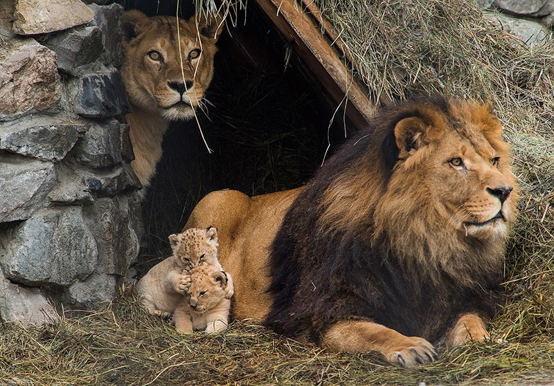 Очаровательные семейные снимки животных с невероятной фотогеничностью 68