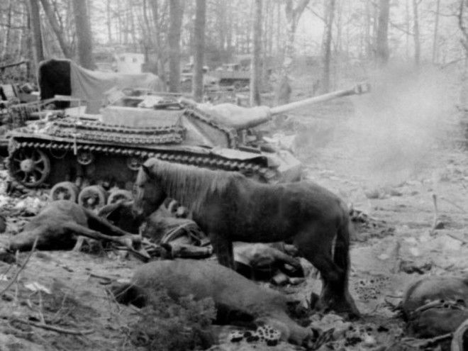 БЕЗ ЦЕНЗУРЫ. Фотографии войны 1941-1945 годов!!! 89