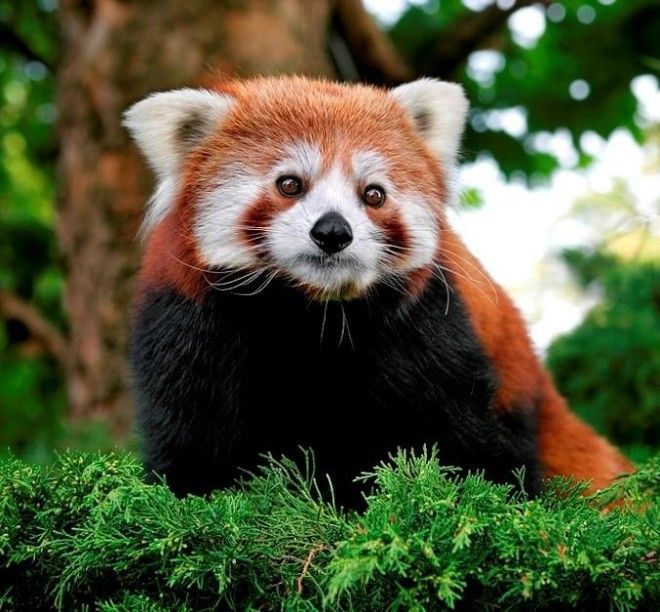 Самое милое, что создала природа: красная панда 33