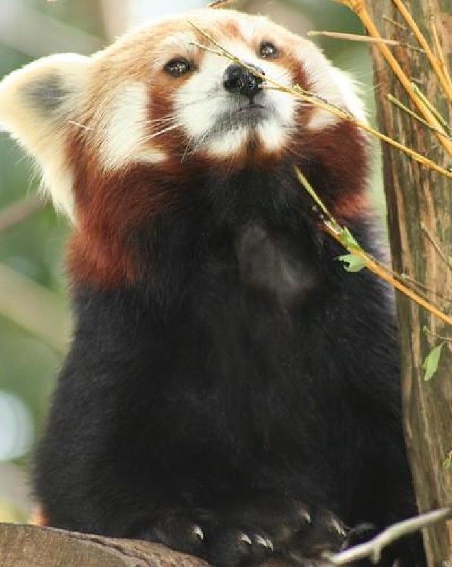 Самое милое, что создала природа: красная панда 37