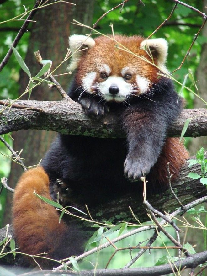 Самое милое, что создала природа: красная панда 38