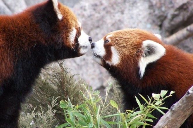 Самое милое, что создала природа: красная панда 39