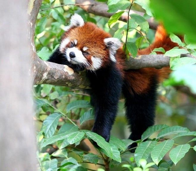 Самое милое, что создала природа: красная панда 28