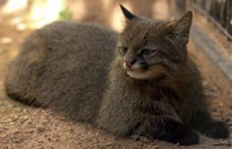 12 разновидностей самых редких котов в мире. О некоторых вы даже не знали 44