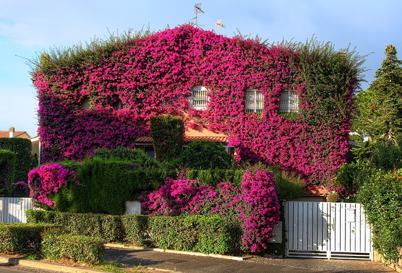 Фото самых красивых «цветочных» домов мира 43