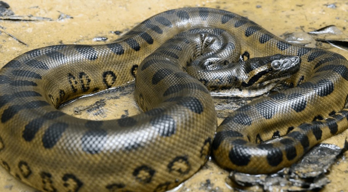 10 самых длинных змей в мире 39