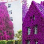 Фото самых красивых «цветочных» домов мира