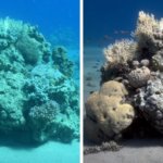 Учёная создала алгоритм, убирающий воду с фото, показав, как на самом деле выглядят морские глубины