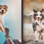 Фотограф из Чехии делает невероятные снимки собак
