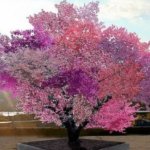 Фантастическое, удивительное, гибридное дерево, на котором растет 40 видов фруктов!