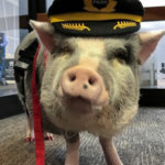 В аэропорту Сан-Франциско есть свинья, успокаивающая пассажиров