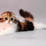 Очаровательные котята породы хайленд-фолд, невероятно милые и пушистые создания