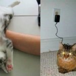 Коты — уникальные создания! Они украсят любой дом!