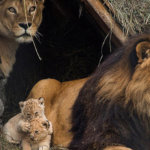 Очаровательные семейные снимки животных с невероятной фотогеничностью