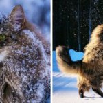 27 фотографий шикарных норвежских лесных кошек, которые огромны, пушисты и обожают снег